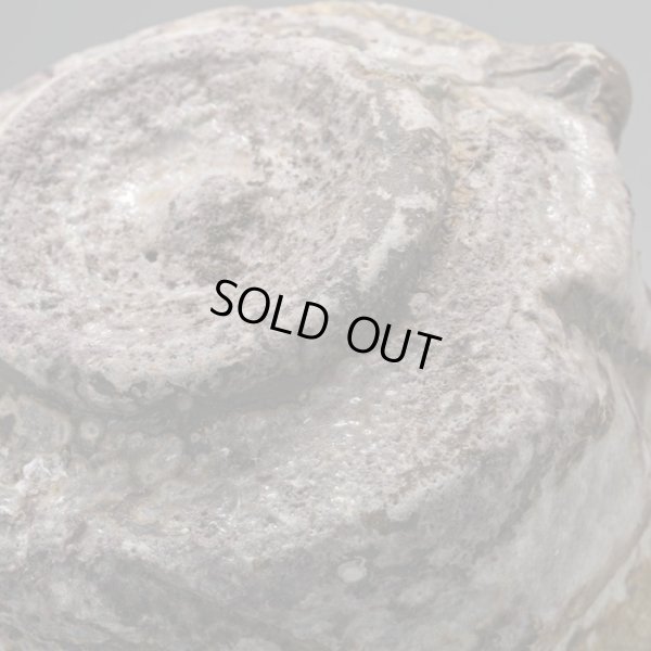 画像18: 福島一紘　伊賀ぐい呑　１